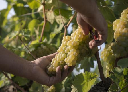 Última vendimia en Finca d'Espiells de Sant Sadurní d'Anoia