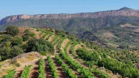 Viñedo de una DO Calificada Priorat que espera cosechar 5 millones de kilos de uvas