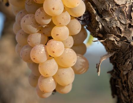 Garnacha blanca de la DO Terra Alta