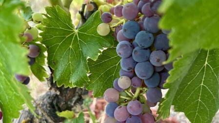 Envero de uvas en Capçanes (DO Montsant) este mes de julio