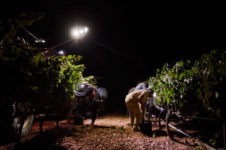 Arranca la vendimia en Catalunya con inquietud por la bajada del precio de la uva