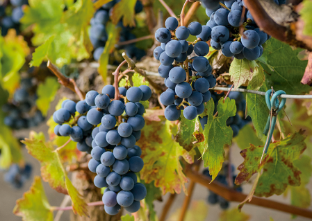 Uvas de la variedad pinot noir destinadas a la elaboración de cava