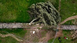 Condenados a cuatro años de prisión los hombres que talaron el árbol de Robin Hood