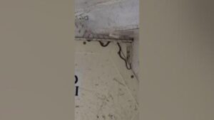 El hallazgo de una serpiente en la bodega de un avión provoca el retraso de dos horas en un vuelo en Australia