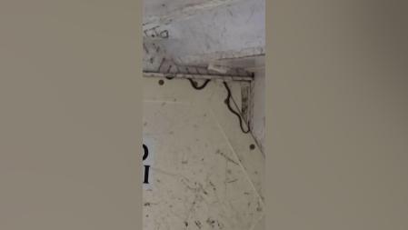 El hallazgo de una serpiente en la bodega de un avión provoca el retraso de dos horas en un vuelo en Australia