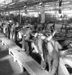 Assembly line workers polish body panels at a Ford Motor Company assembly plant in Minnesota. (Photo by © Minnesota Historical Society/CORBIS/Corbis via Getty Images)