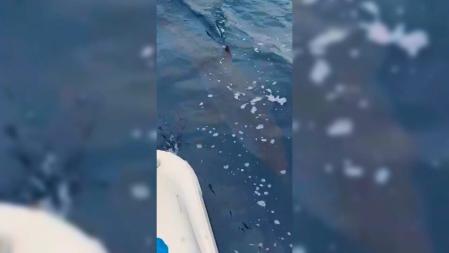 Avistan tiburones blancos en costas del Lejano Oriente ruso a causa del cambio climático