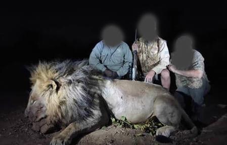 Un rugido de ira por el león Blondie