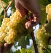 La sequía da un respiro a la DO Empordà que augura una producción de 60.000 hectolitros