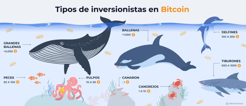 Infografía de tipos de inversores de bitcoin.