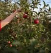 El Irta inició el cultivo de la manzana Tutti en Lleida.