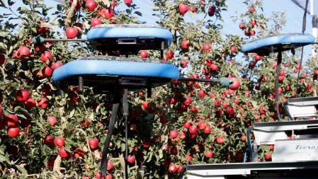 Un robot recolector de manzanas con drones para sustituir la cosecha manual