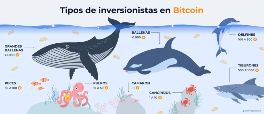 Infografía de los distintos tipos de inversionistas de BTC que existen.