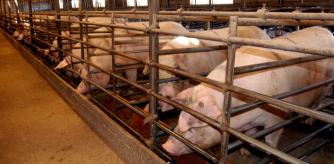 ¿La IA nos vuelve idiotas?