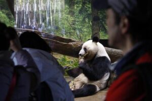 Las tensiones diplomáticas con China dejan a Japón sin pandas