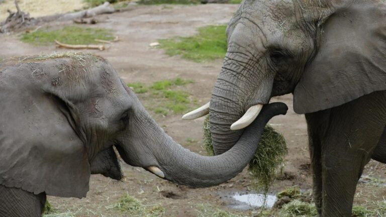 Un tren de alta velocidad mata a siete elefantes que cruzaban las vías del ferrocarril en India