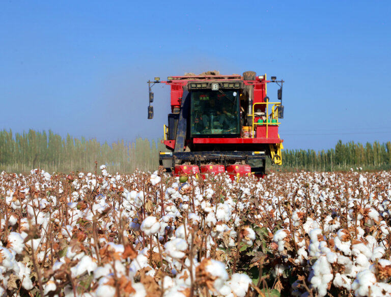 La tecnología impulsa el desarrollo de la industria algodonera de Xinjiang