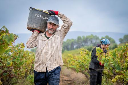 Vendimia en Pardas, uno de los 21 integrantes de Corpinnat&nbsp;