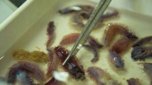 Descubren más de 110 especies marinas en aguas inexploradas de Australia