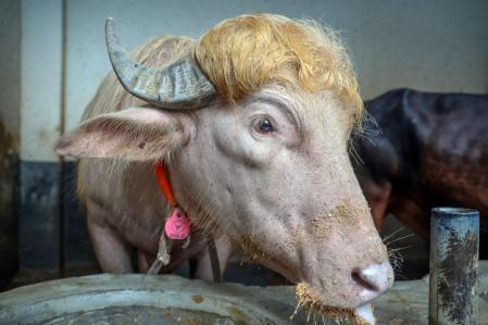 El búfalo albino “Donald Trump” de Bangladesh será sacrificado para la Fiesta del Sacrificio