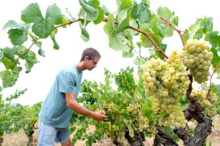 La caída del consumo de vino y los bajos precios de la uva amenazan el futuro del viticultor