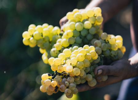 La DO Cava suma 6.200 familias de viticultores&nbsp;