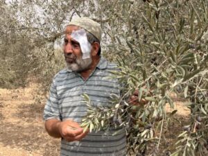 Guerra por los olivos en Cisjordania, símbolo de la resistencia palestina